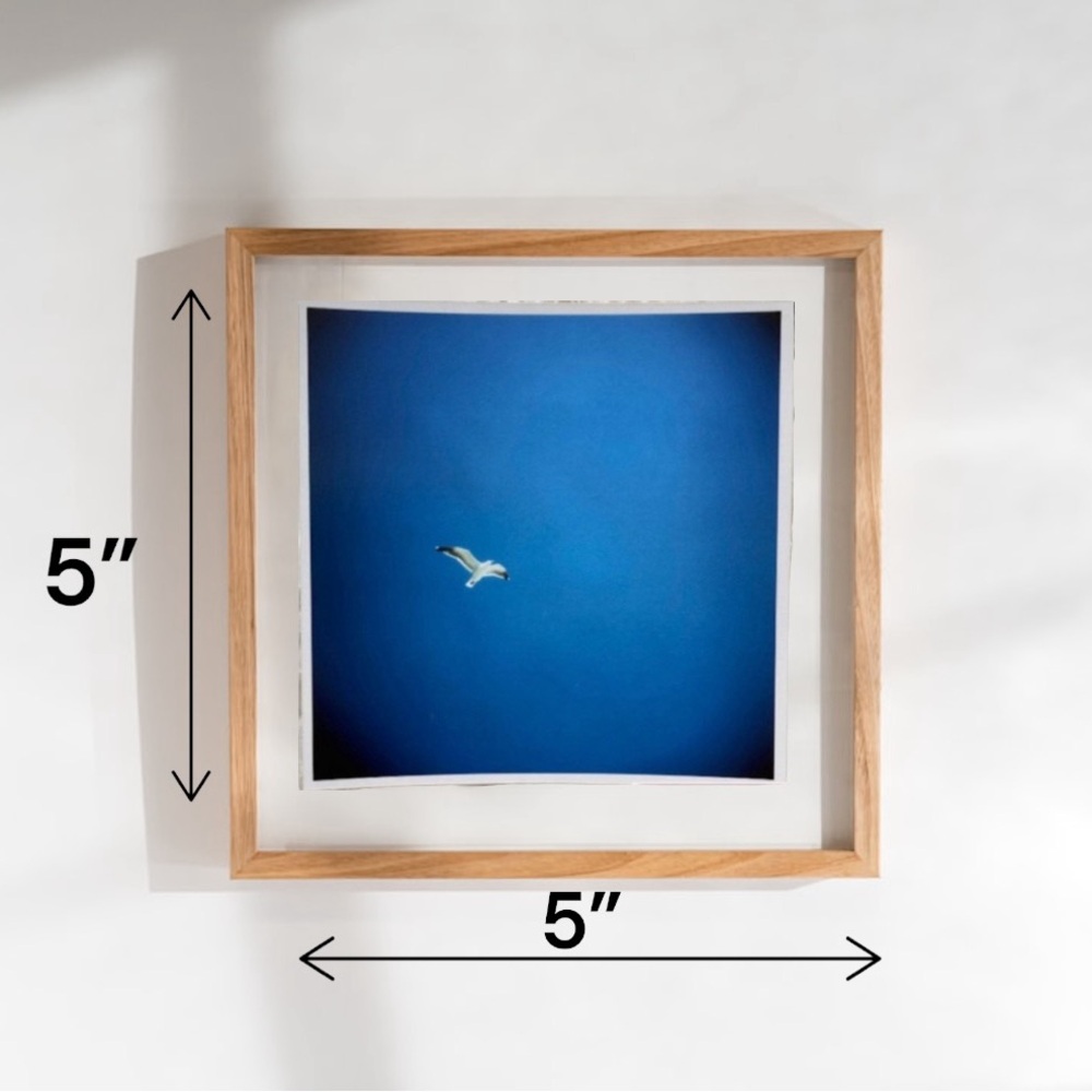 Seagull Bird Art Print Original Photography Professional Prints Decor - Picture 4 of 4